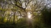 In woodland, the long gnarly branches of an oak tree are backlit by the rising sun at dawn.