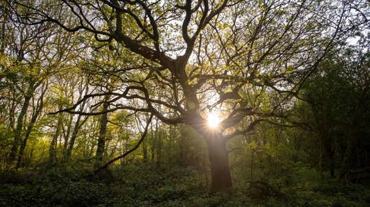 In woodland, the long gnarly branches of an oak tree are backlit by the rising sun at dawn.