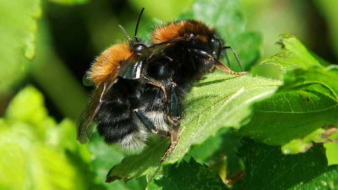 Tree bumblebee drone and queen mating on leaf