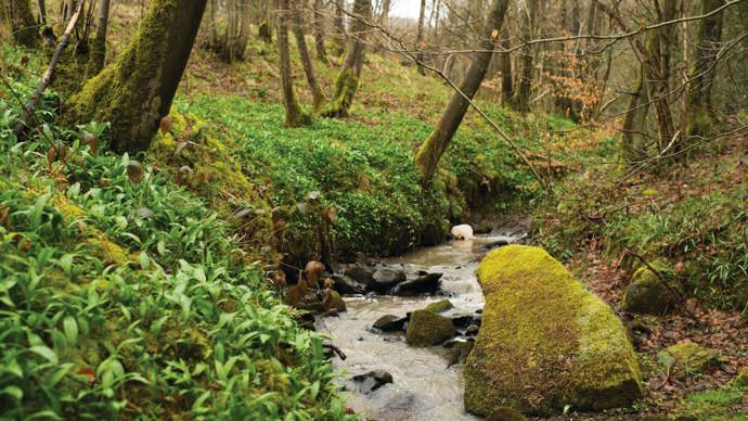 Stream at Hedley Hall