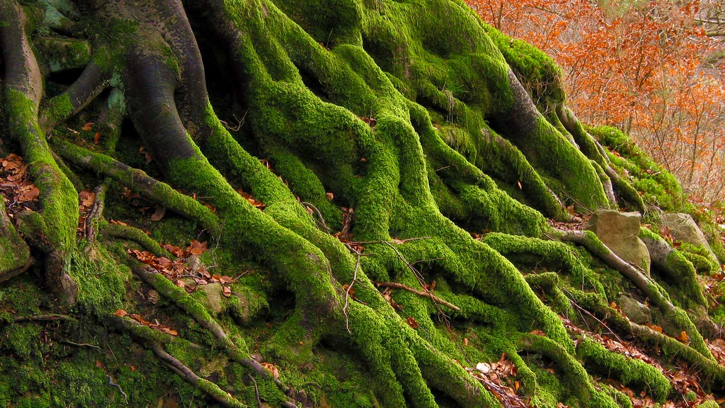 What Side Of The Tree Does Moss Grow On Woodland Trust