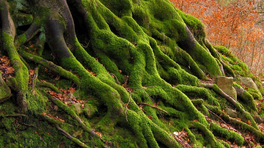 Roots of a tree covered in moss