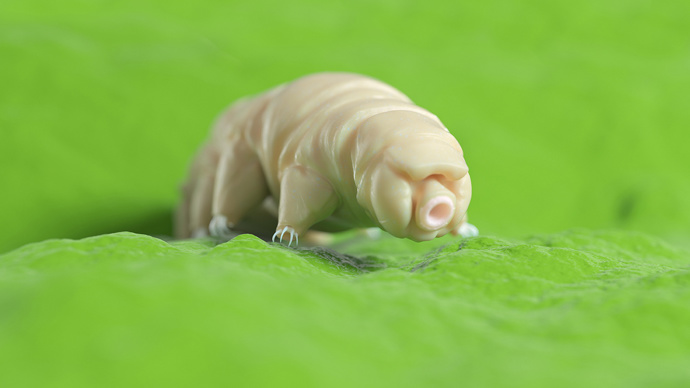 3D rendered illustration of a waterbear