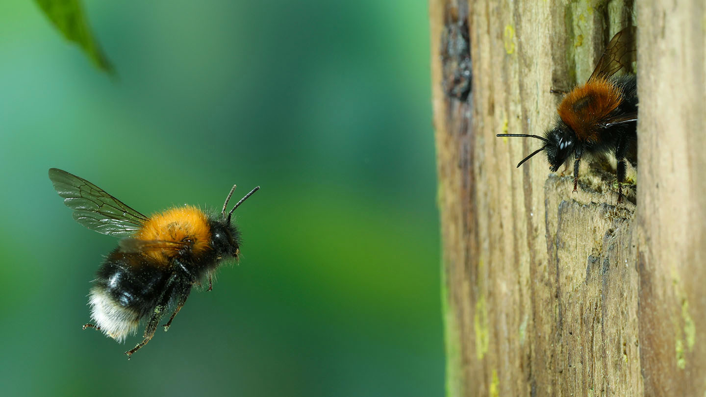 Tree Bumblebee (Bombus hypnorum) Woodland Trust