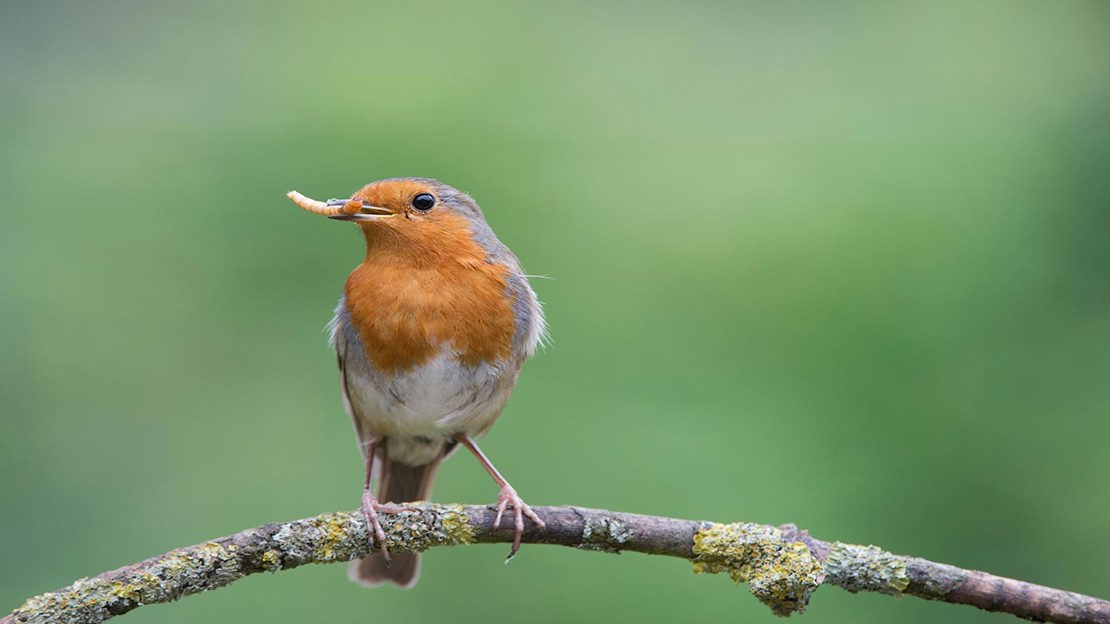 Robin perched with meal worm.
