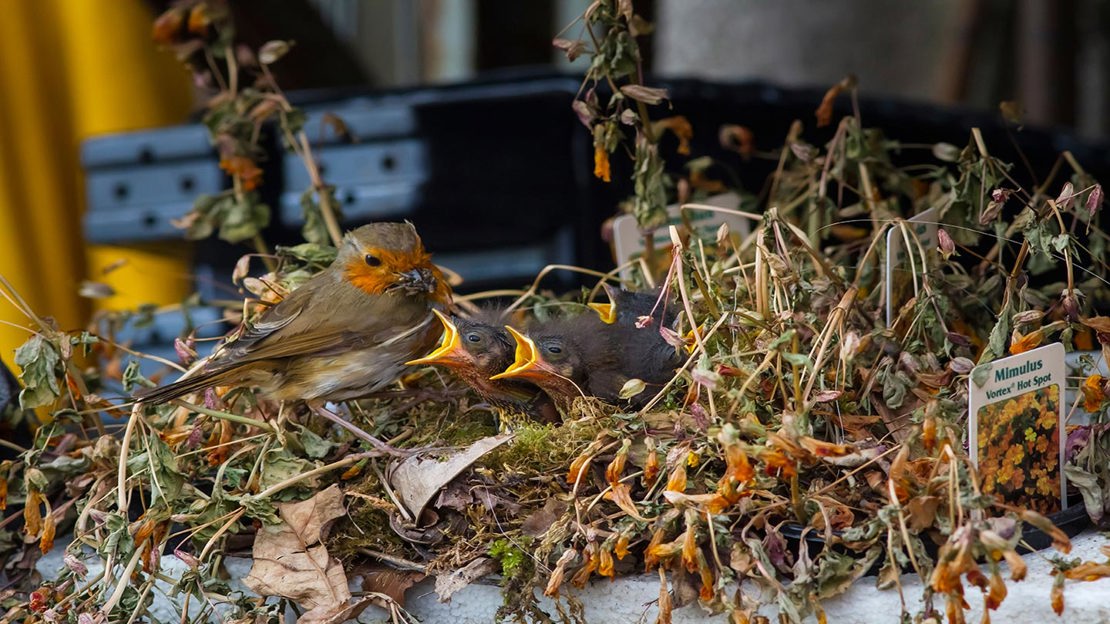 Robin feeding young in unsual nest.