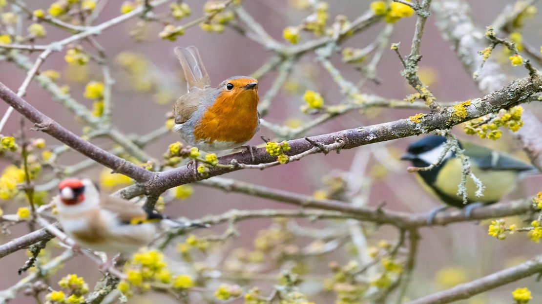 Robin in tree with goldfinch and great tit.