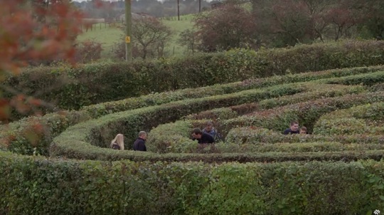 Six people just visible in different areas of a leafy hedge maze