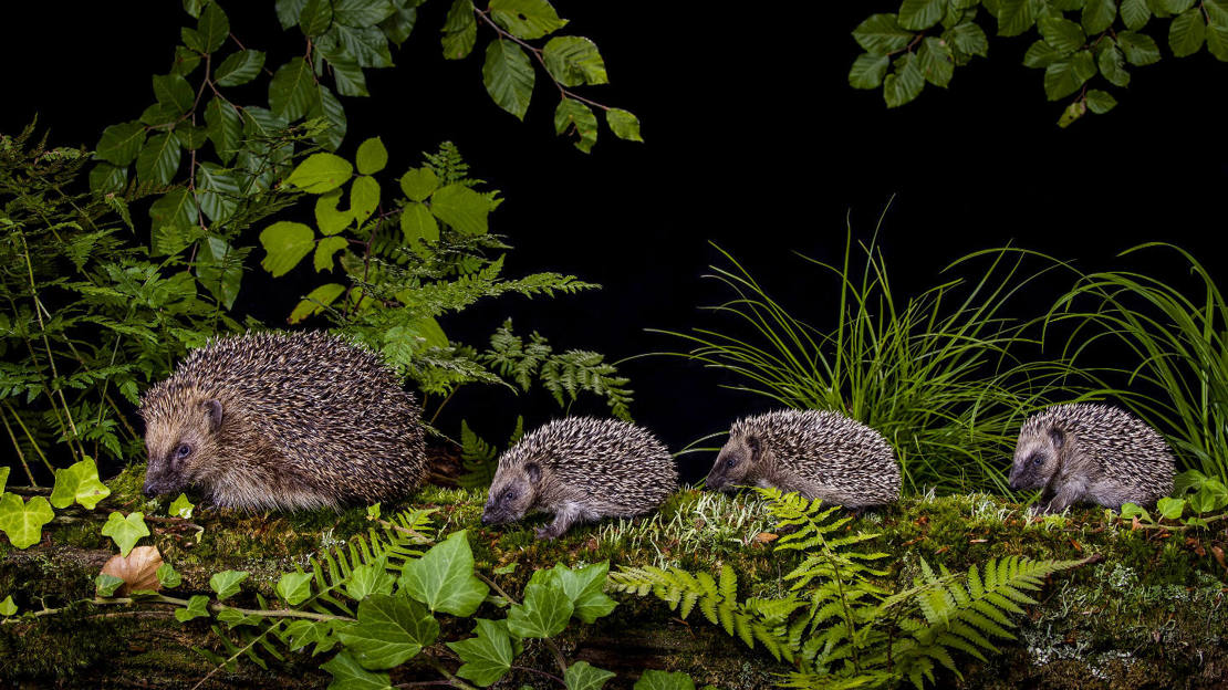 Hedgehog mother with three babies