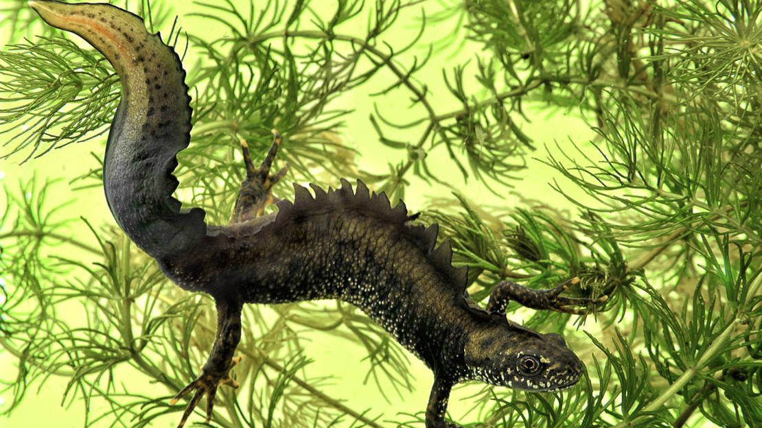 Great crested newt underwater