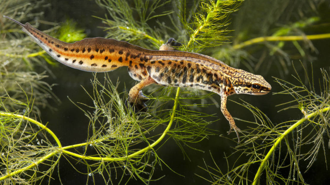 Palmate newt underwater