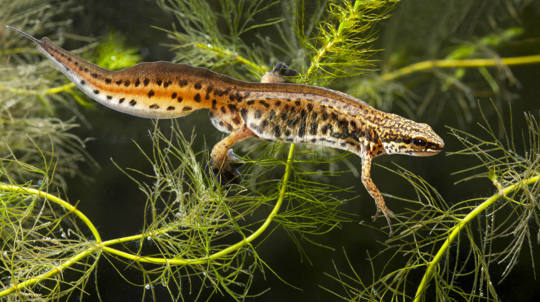 Palmate newt underwater