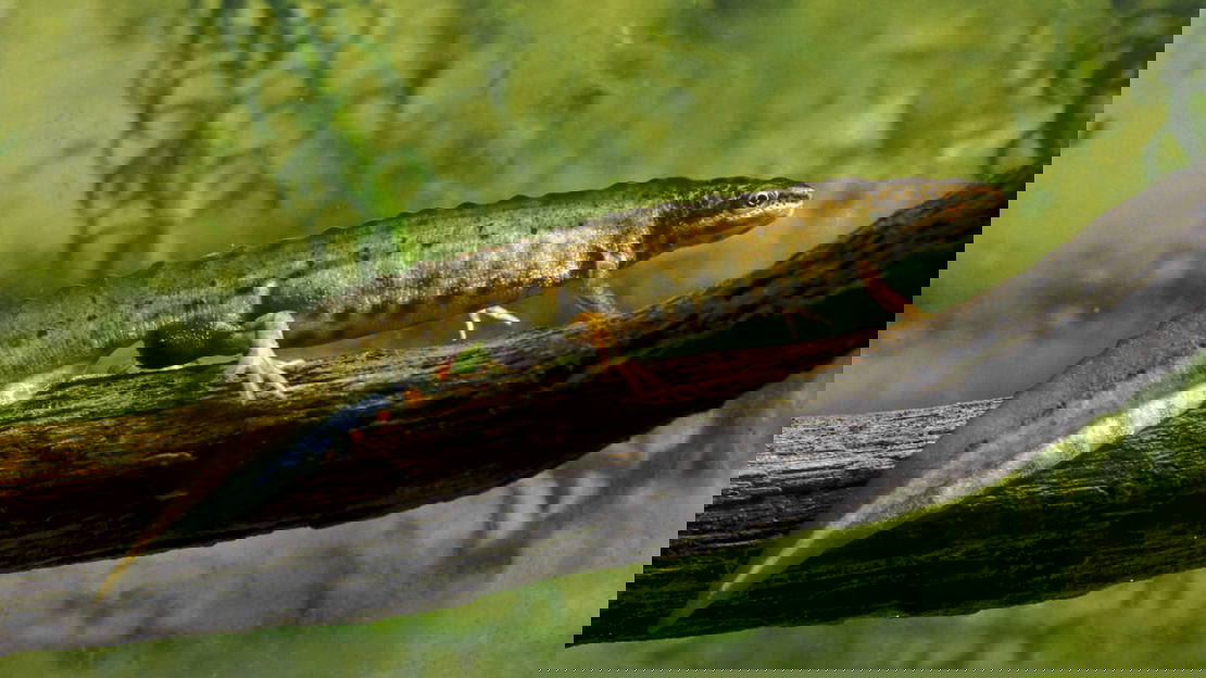 Smooth or common newt underwater