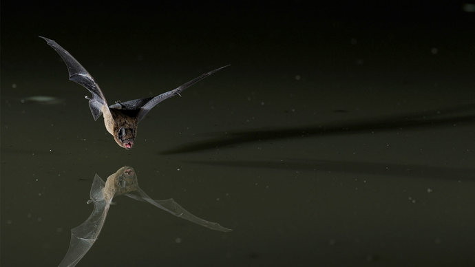 Leisler's bat flying low over water using echolocation