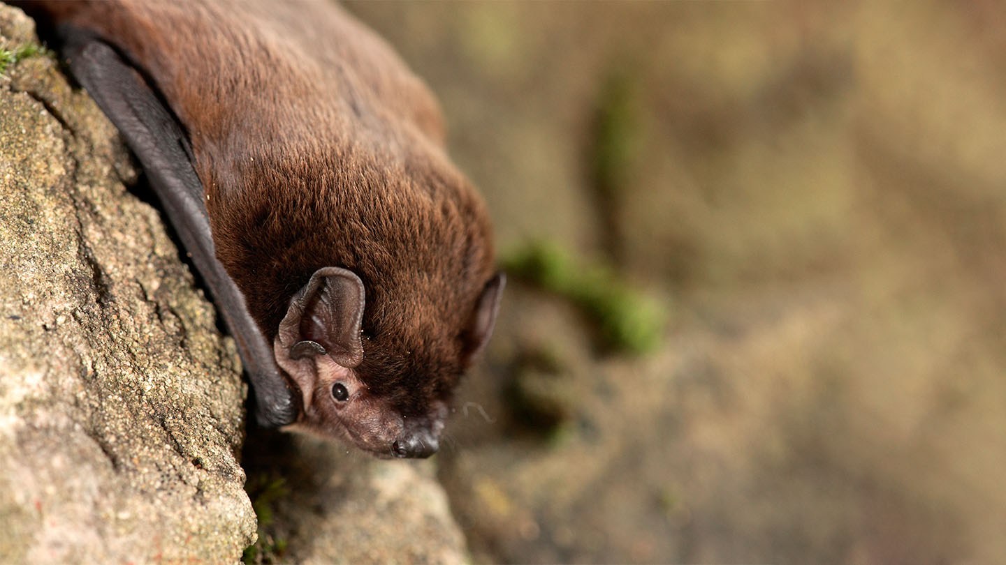 Leisler's Bat (Nyctalus leisleri) British Bats Woodland Trust