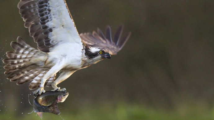 Osprey in flight with fish