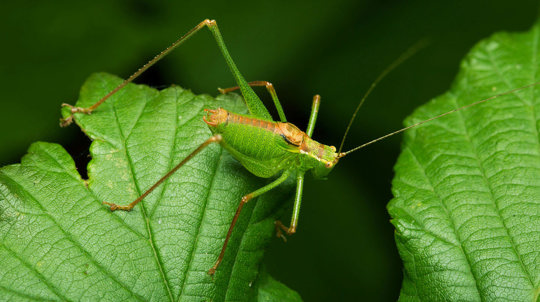 A speckled bush cricket male on bramble leaves