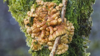 A brown-orange fungus that looks like it has fingers growing on a moss covered tree trunk