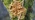 A brown-orange fungus that looks like it has fingers growing on a moss covered tree trunk