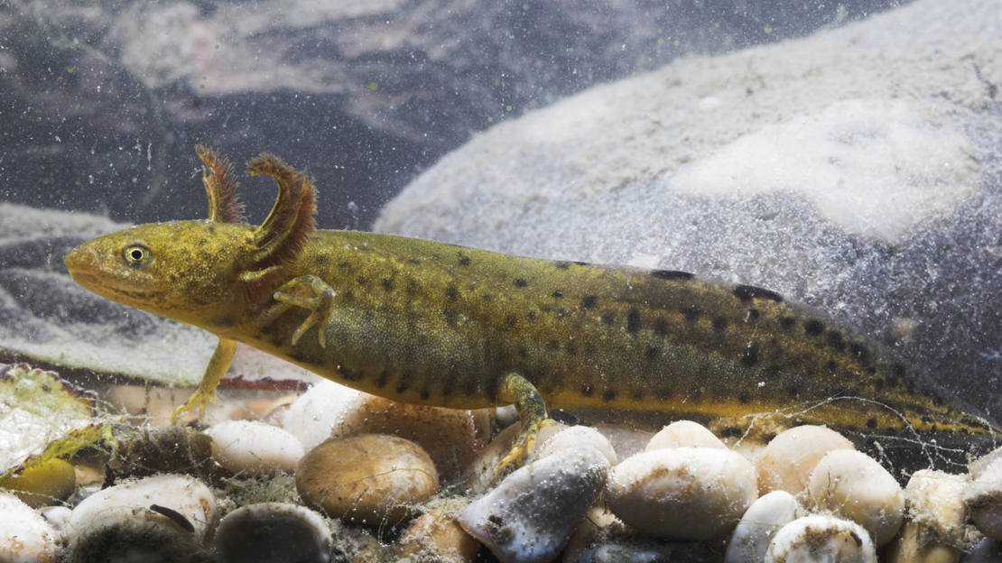 Great crested newt larva showing gills