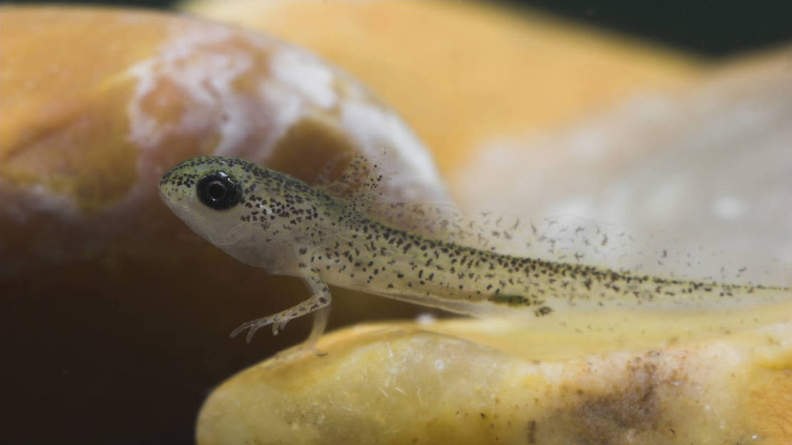 Palmate newt larva with front legs developed