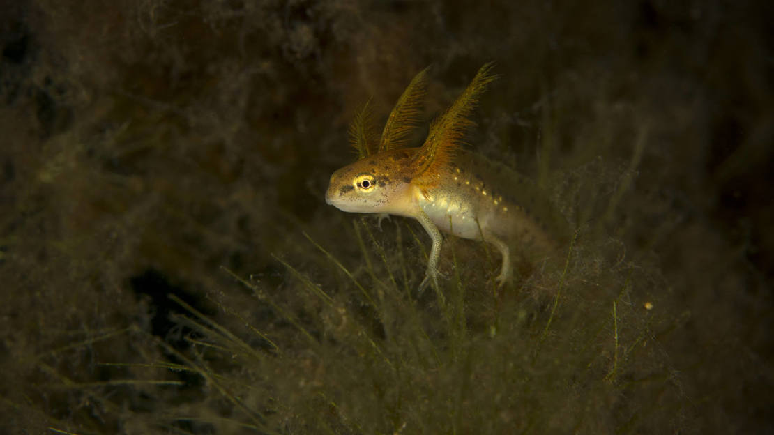 Smooth (common) newt larva showing gills