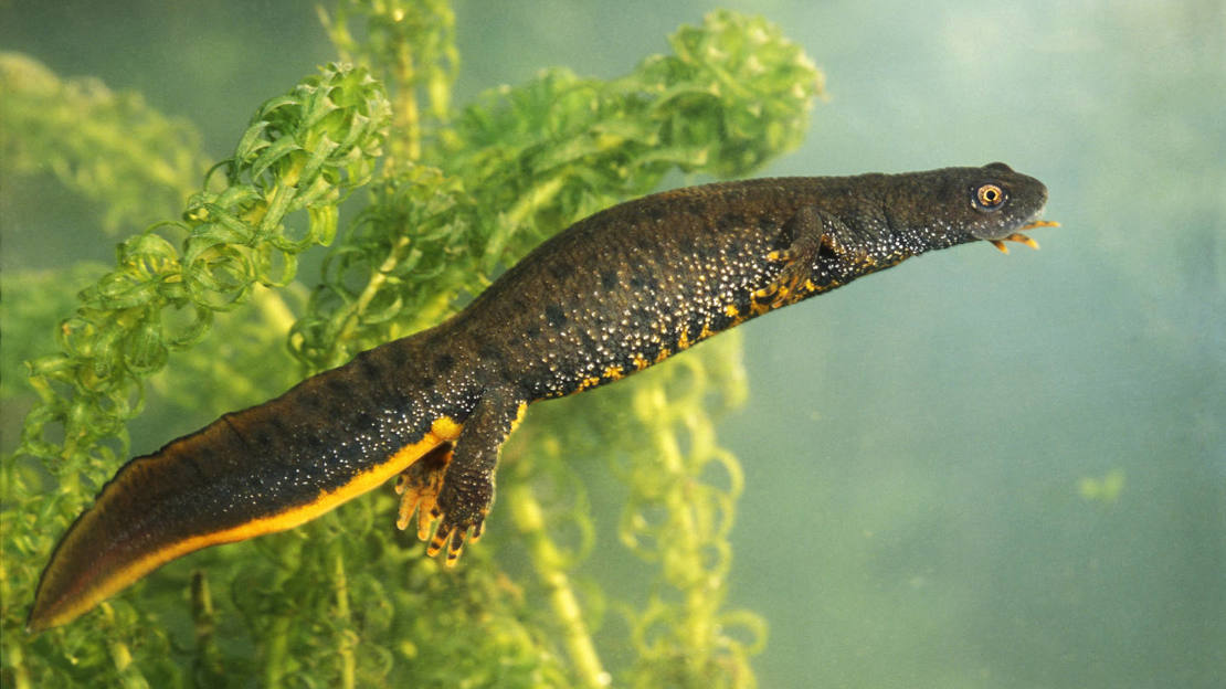 Female great crested newt underwater