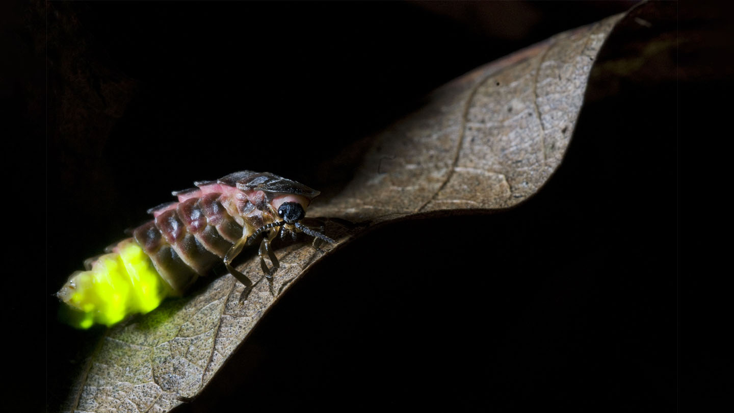 Glowworm (Lampyris noctiluca) Woodland Trust