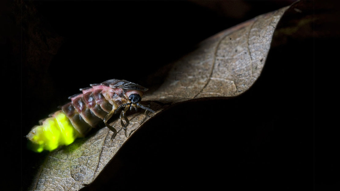Glow-worm female on a leaf showing glowing body against a dark background