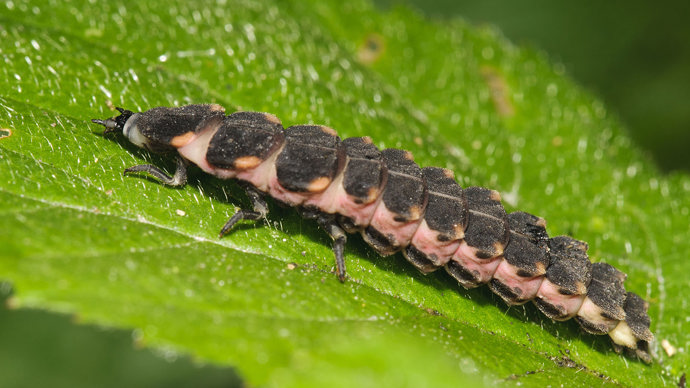 Glow-worm larva resting on a leaf