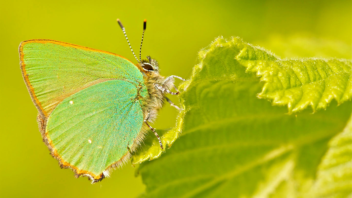 green-hairstreak-callophrys-rubi-woodland-trust