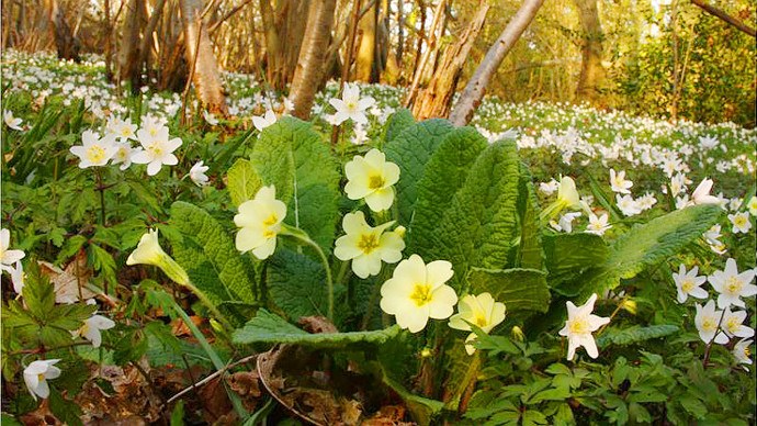 Primroses nestling amongst the wood anemones