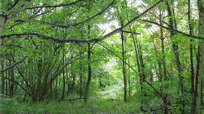 Dense new tree growth at Porters Wood