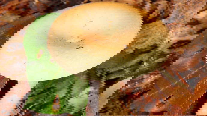 False Chanterelle fungus at Porters Wood