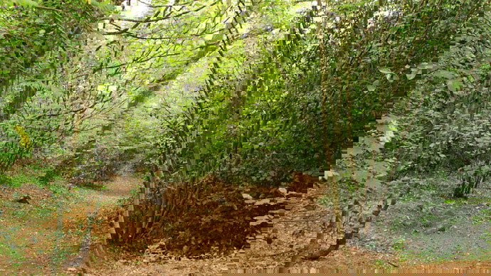 Clearing At Porters Wood