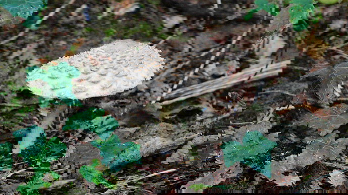 Shaggy Parasol Mushroom