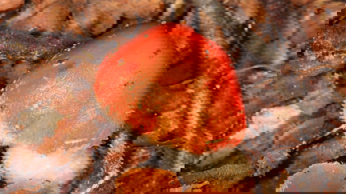 Clos eup of mushroom