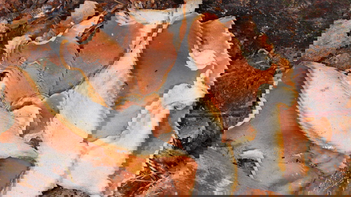 Close up of  palamino cup fungus