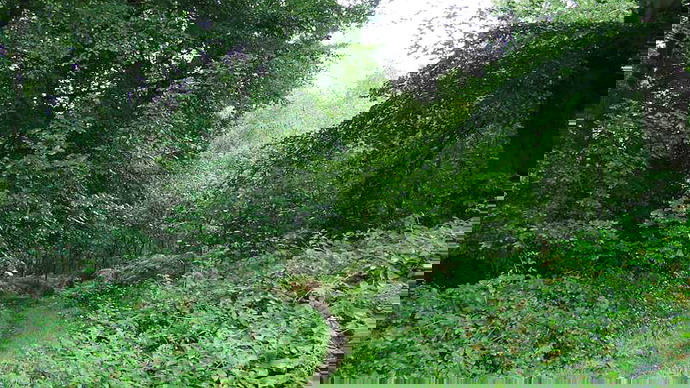 Pathway leading into Porters Wood