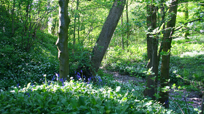 Bluebell carpet in spring sunshine