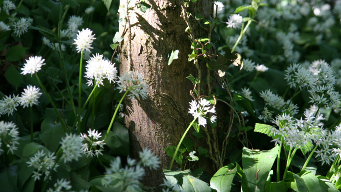 Scrogg's Wood In Spring Sunlight