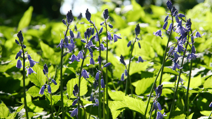 Close up of lush bluebells in sunlight