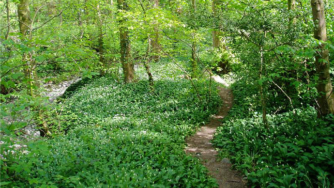 Spring flowers in the ancient wood