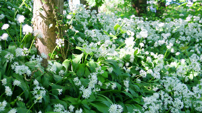 Wildflowers at Scrogg's Wood