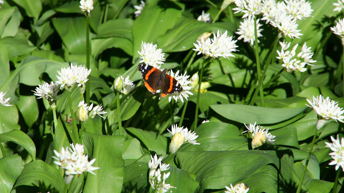 Red admiral butterfly sunning itself