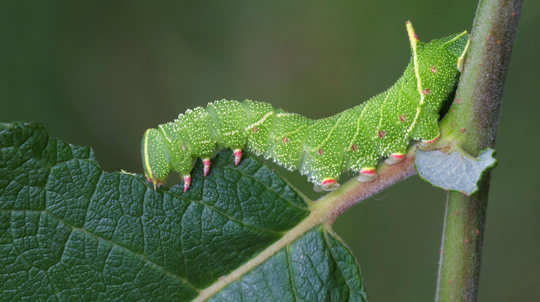 Goat willow with poplar hawk-moth feeding