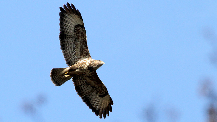 Buzzard circling in blue sky