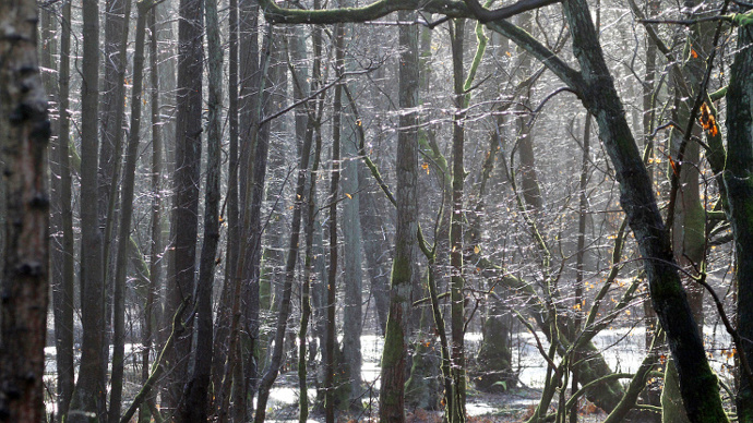 Frosty winter morning at the woods