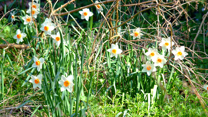 Springtime daffodils