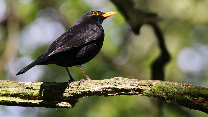 Perched blackbird listening to the woods